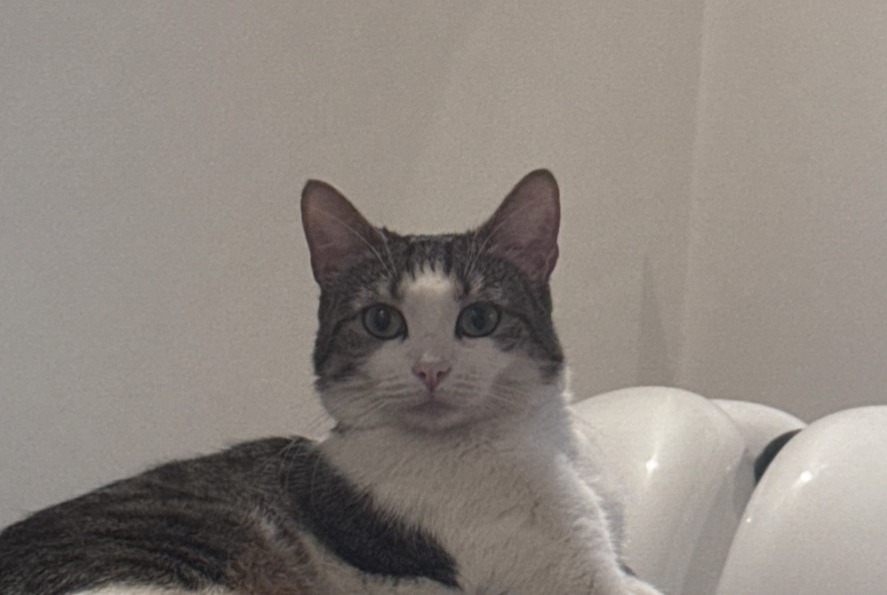 Vermisstmeldung Katze  Weiblich , 4 jahre Dijon Frankreich