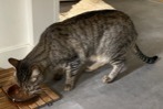 Alerte Disparition Chat croisement  Mâle , 8 ans Dijon France